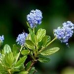 Ceanothus arboreus Flor