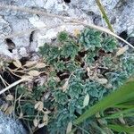 Draba dubia Hoja