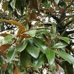 Magnolia grandiflora Leaf