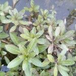 Ludwigia adscendens برگ