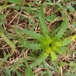 Eryngium agavifolium ഇല