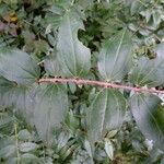 Coriaria myrtifolia Hoja