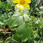 Doronicum pardalianches Habit