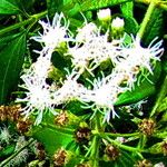 Chromolaena odorata Flower