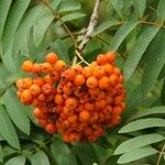 Sorbus aucuparia Φρούτο