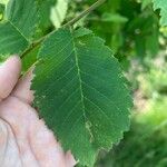 Ulmus americanaList