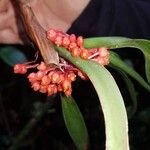 Maxillaria fulgens Cvet