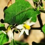 Solanum villosum Õis