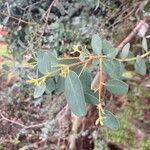 Eucalyptus gunnii Leht