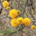 Vachellia caven Φρούτο