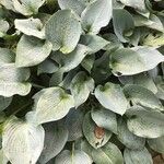 Hosta × tardiva Leaf