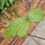 Rubus elegantispinosus Blatt