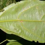 Alchornea latifolia List