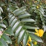 Cassia abbreviata برگ