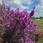 Leucophyllum frutescens Flors