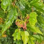 Acer tataricum Φρούτο