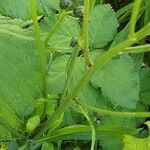 Crepis biennis Leaf