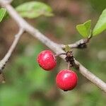 Ilex decidua Frucht