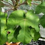 Jatropha podagrica 葉