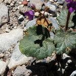 Phacelia calthifolia Habitatea