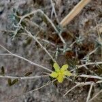Helianthemum lippii Kabuk