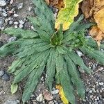 Echium vulgareLevél