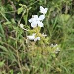Plumbago zeylanica Flower