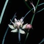 Asclepias macrotis Kwiat