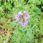 Phacelia tanacetifoliaപുഷ്പം