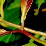Ocotea insularis Corteza
