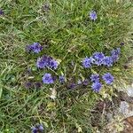 Veronica nummularia 花