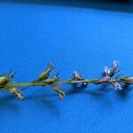 Lobelia spicata Květ