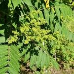 Rhus glabra Fuelha