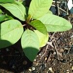 Phytolacca rivinoides Blad