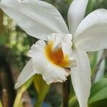 Cattleya gaskelliana Flower