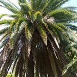 Phoenix canariensis Агульны выгляд