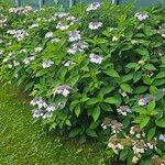 Hydrangea macrophyllaFlower