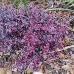Pittosporum tenuifolium List