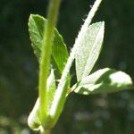 Trifolium patens Blad