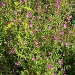 Epilobium hirsutum Habit