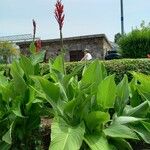 Canna indica Habitus