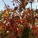 Harungana madagascariensis Fruto