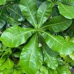 Barringtonia asiatica 葉