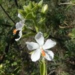 Hibiscus flavifolius 形态