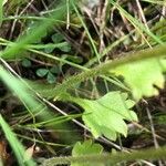 Saxifraga granulata Hoja