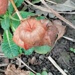 Physalis alkekengi Fruchs