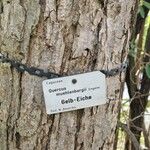 Quercus muehlenbergii 树皮