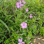 Dianthus pungens Blüte