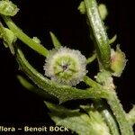 Cycloloma atriplicifolium Fruit