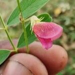 Tephrosia purpurea Blomst